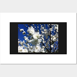 White Plum Blossom Posters and Art